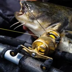 Shimano Calcutta Conquest 201 A 13 Shimano Calcutta Conquest 201 A -Freilaufrollen Verkäufe CALCUTTA Conquest 18 1250x1250px V6 1280x1280